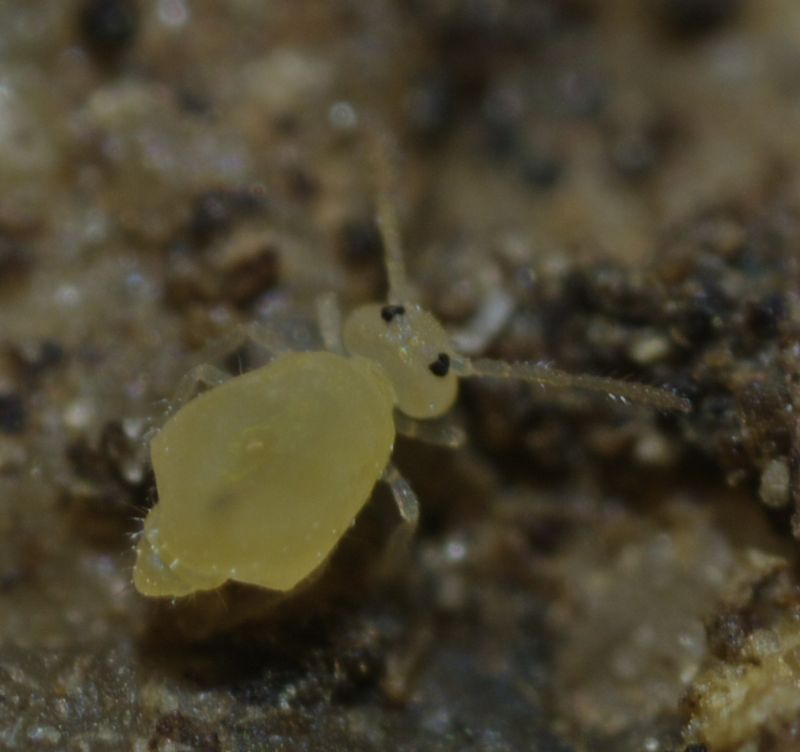 Collembolo giallo